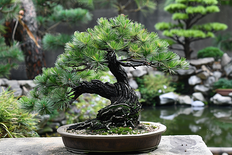 黑松盆景高清优雅摄影图