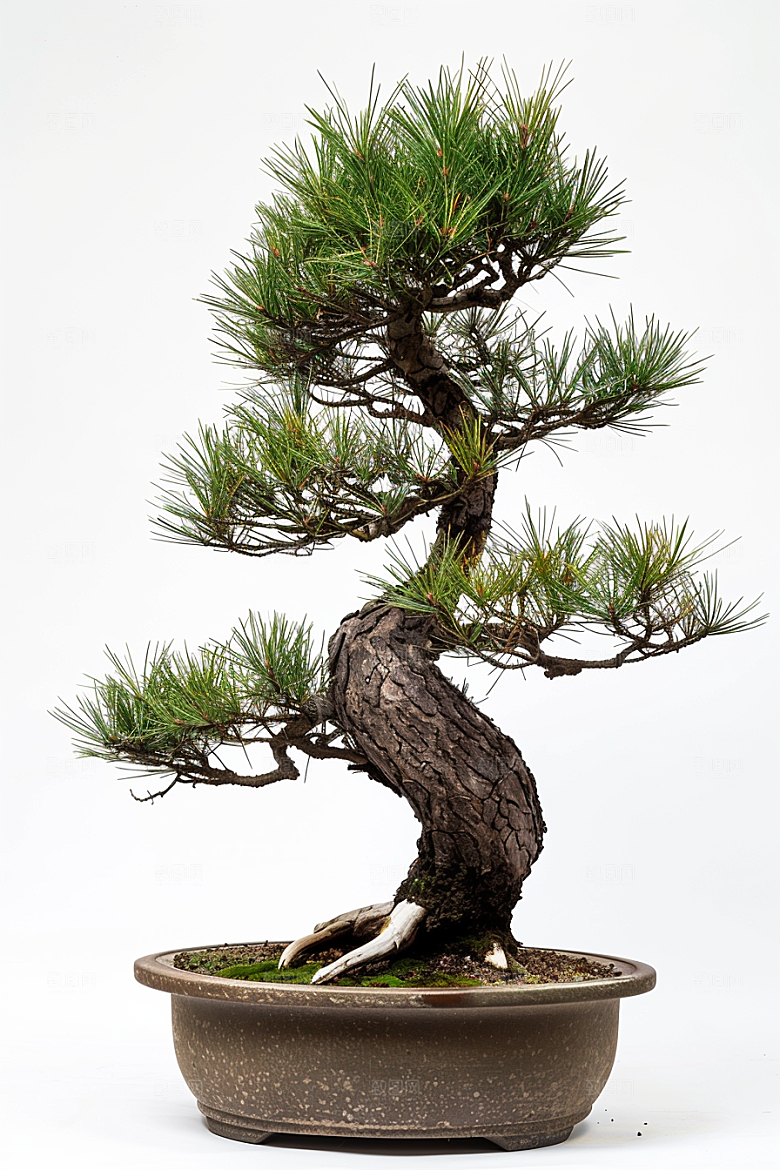 黑松盆景植物日式摄影图