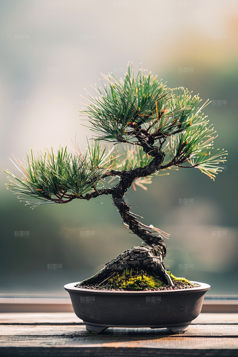 黑松盆景自然高雅摄影图