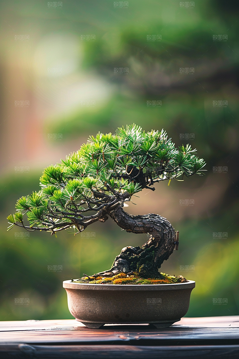 黑松盆景植物松树摄影图