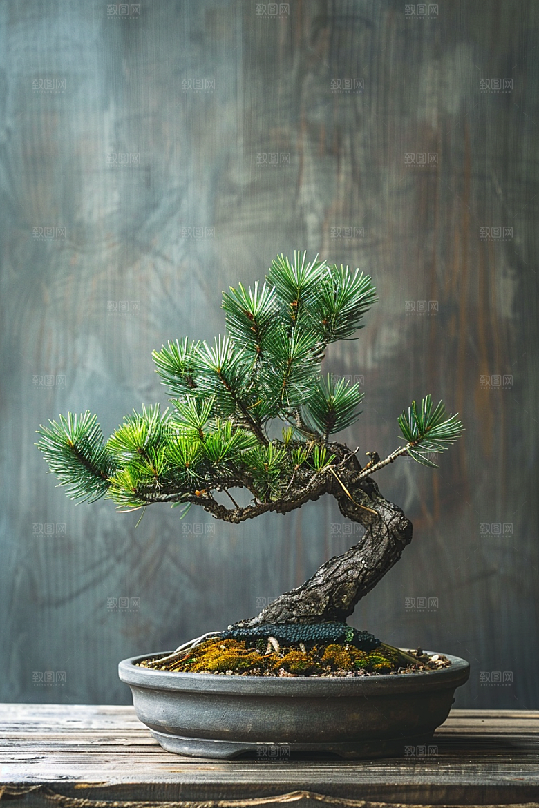 黑松盆景高清植物摄影图