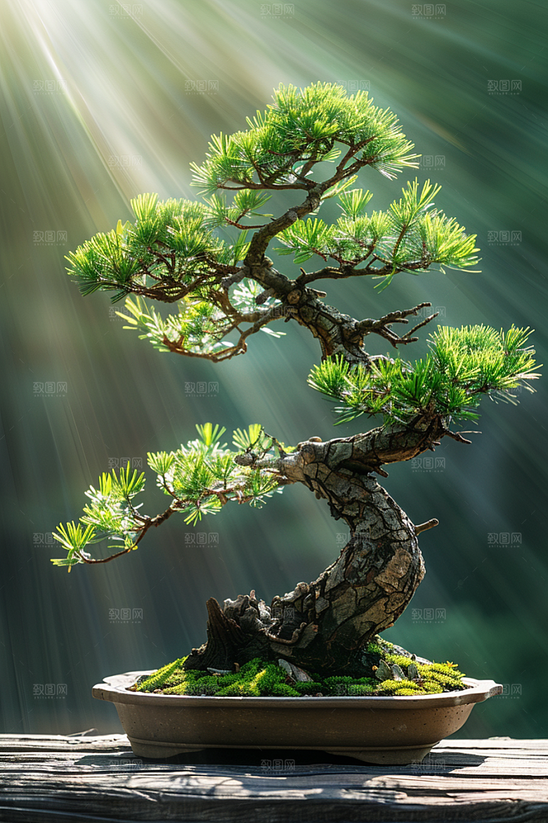 黑松盆景自然雅致摄影图