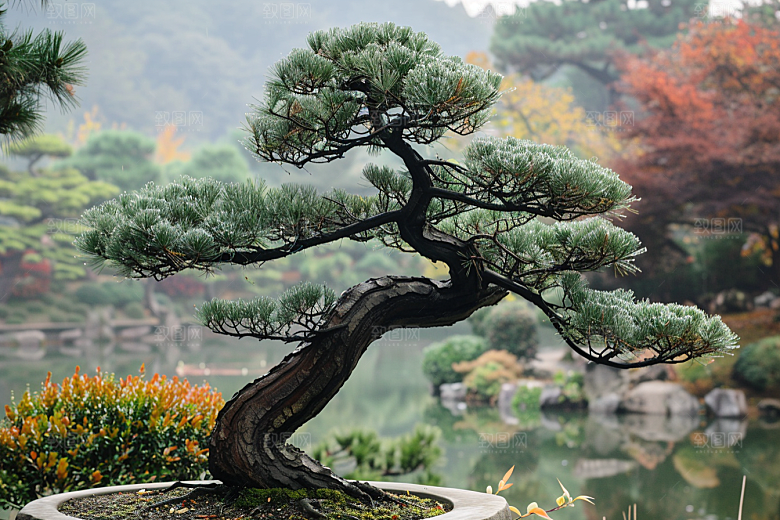 黑松盆景松树中国风摄影图
