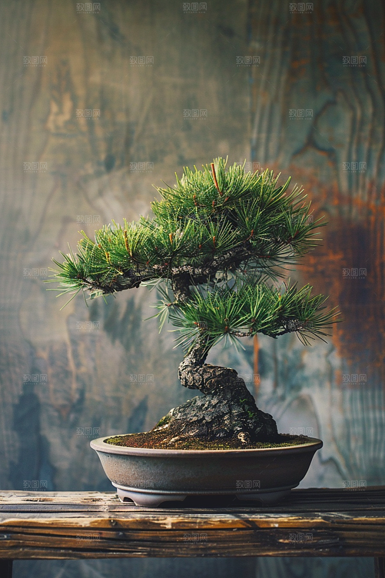 黑松盆景中式雅致摄影图