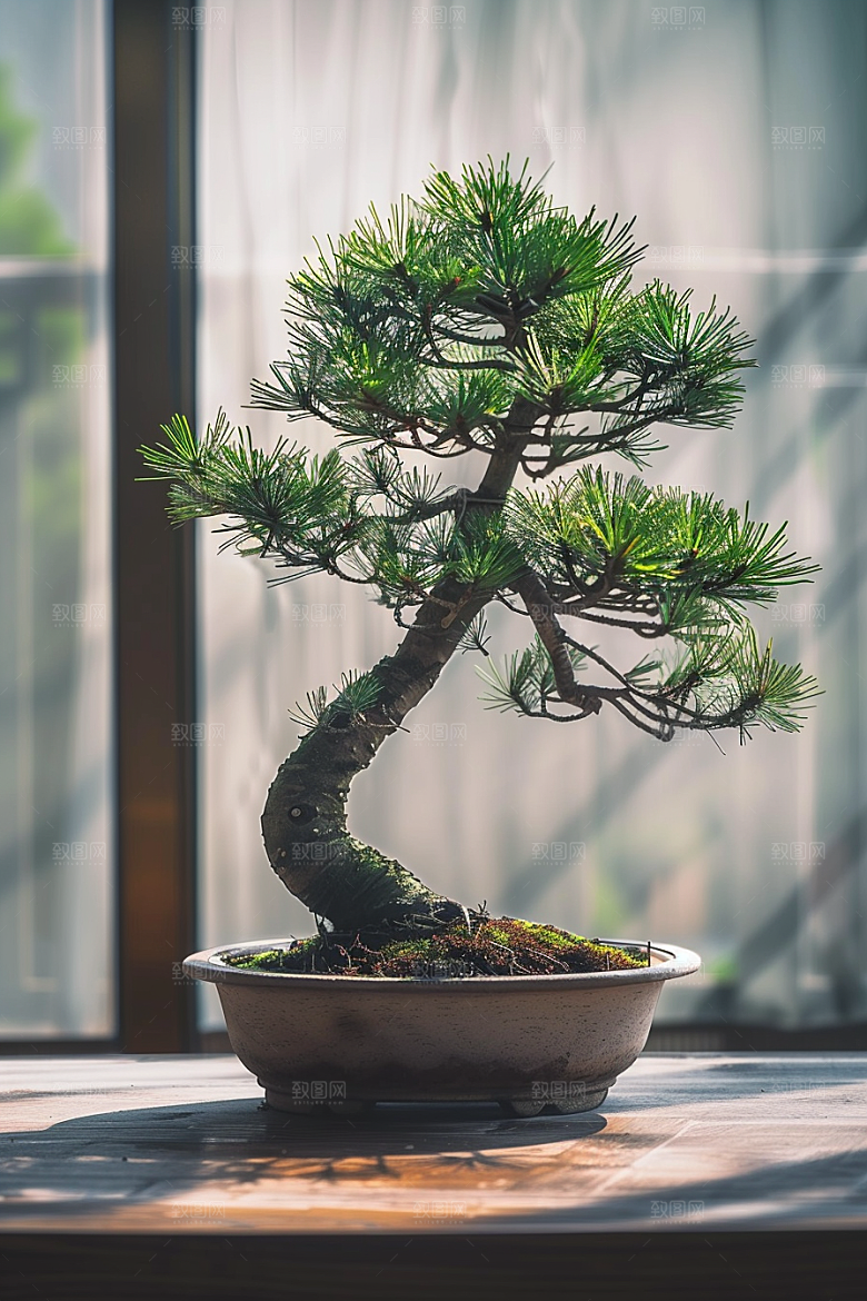 黑松盆景日式庭院摄影图