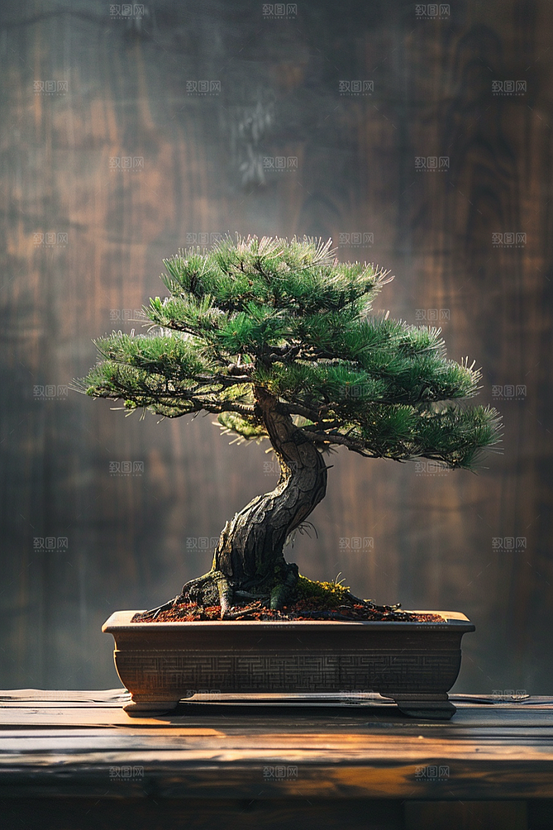 黑松盆景高雅自然摄影图
