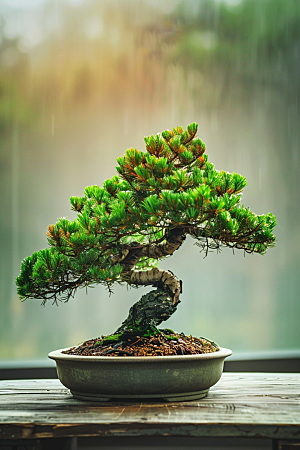 黑松盆景文化中式摄影图