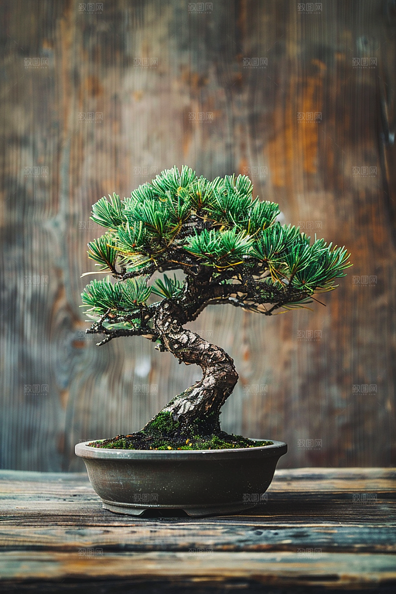 黑松盆景高雅庭院摄影图
