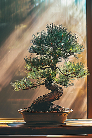 黑松盆景高清植物摄影图