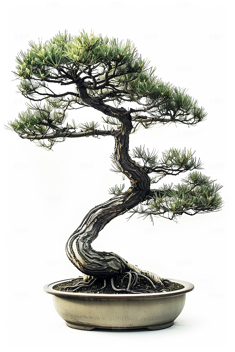 黑松盆景松树中国风摄影图
