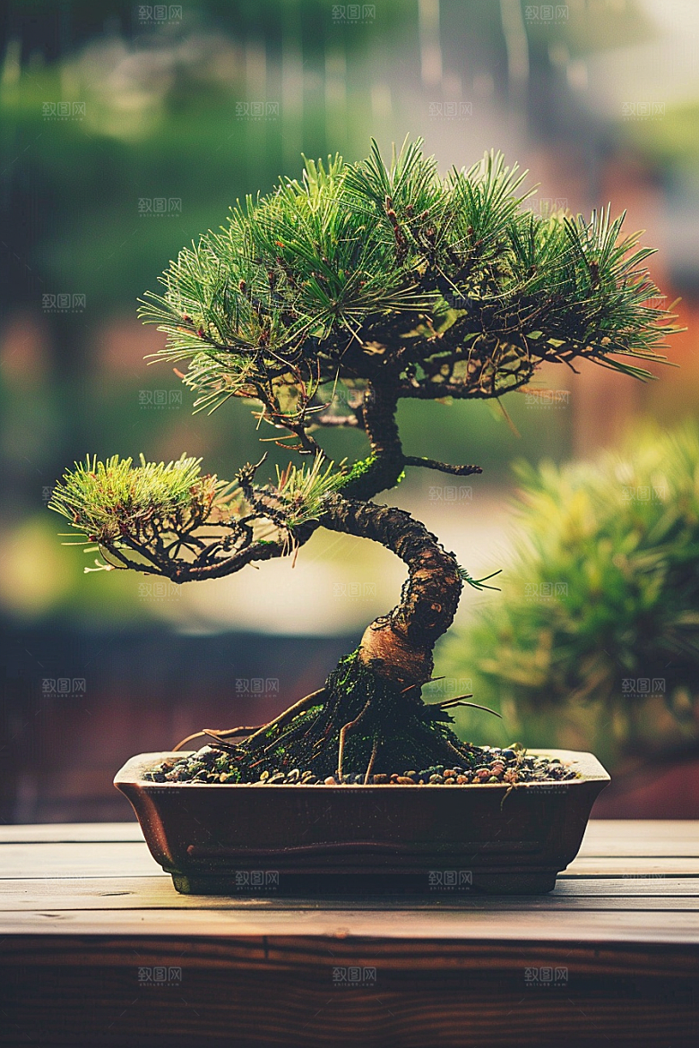 黑松盆景自然中国风摄影图