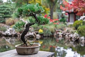 黑松盆景庭院优雅摄影图