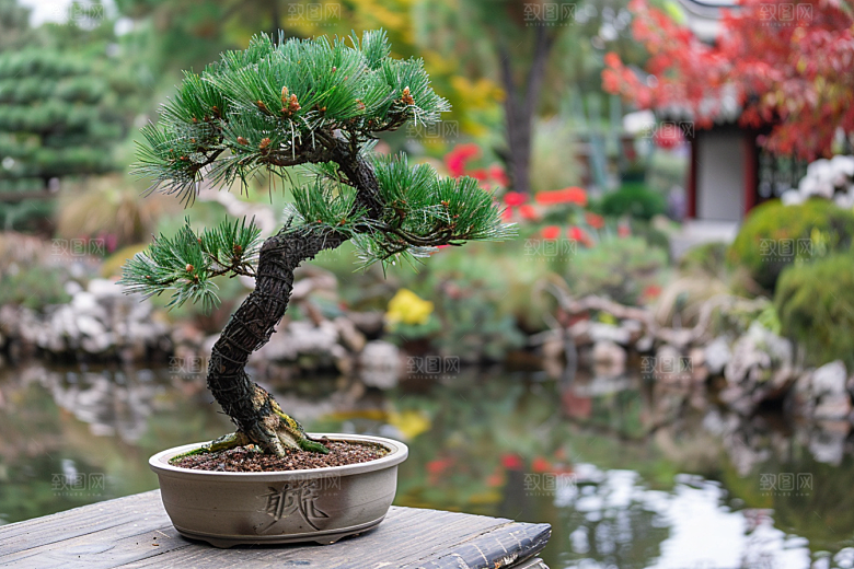 黑松盆景庭院优雅摄影图