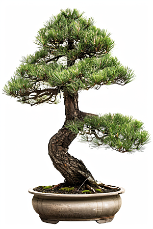 黑松盆景庭院松树摄影图