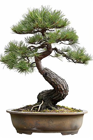 黑松盆景植物高清摄影图