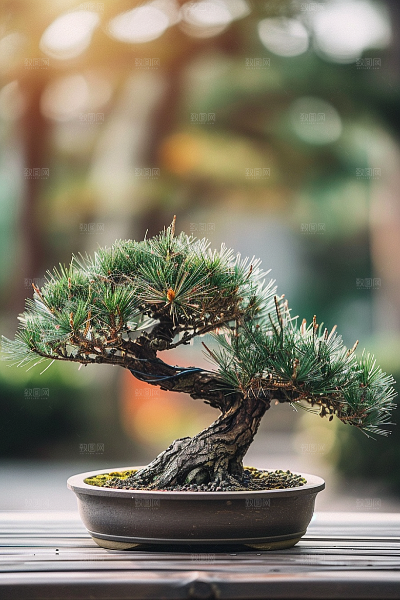 黑松盆景装饰中式摄影图