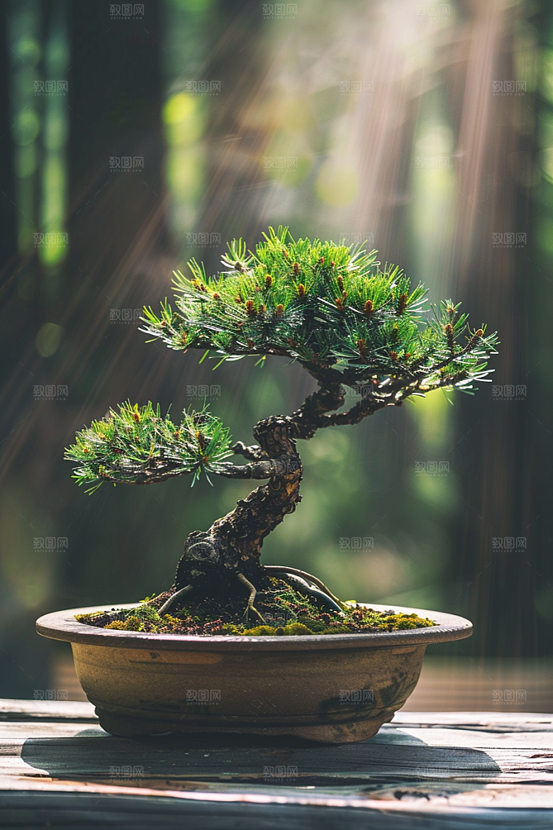 黑松盆景中国风装饰摄影图