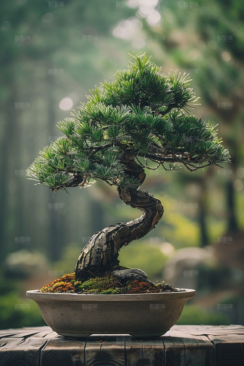 黑松盆景松树高清摄影图