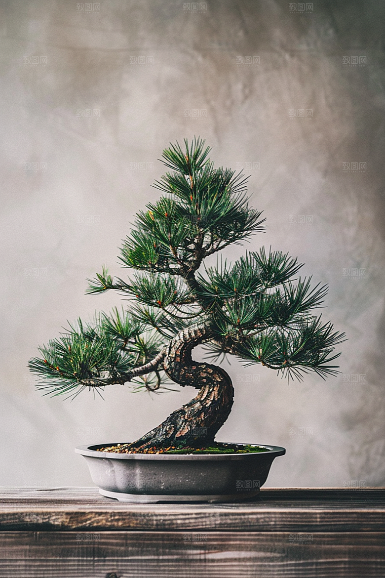 黑松盆景中式装饰摄影图