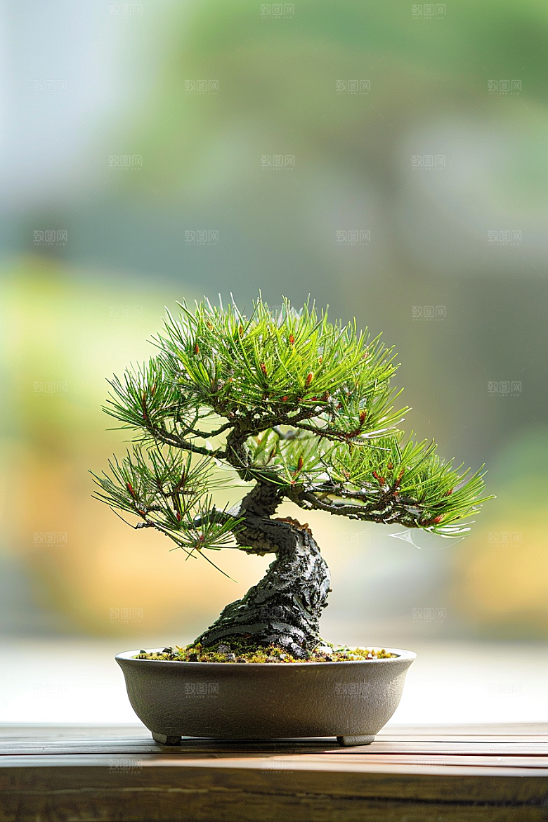 黑松盆景日式自然摄影图
