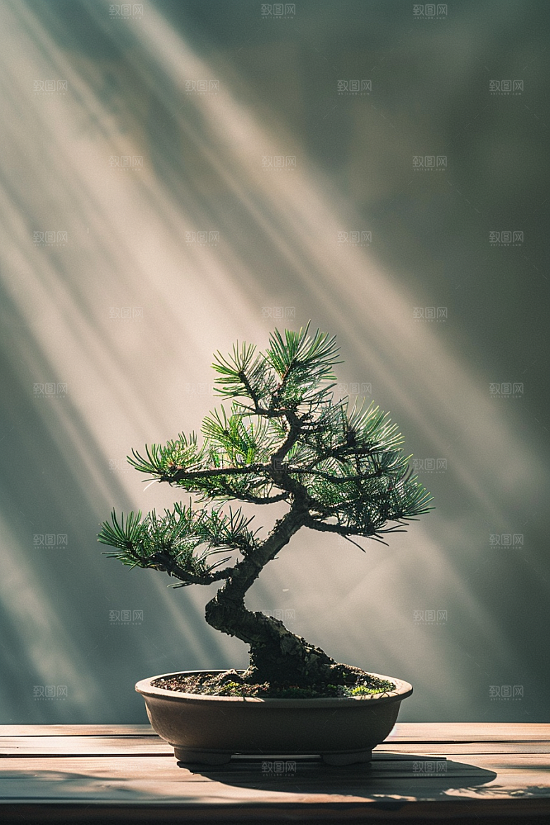 黑松盆景优雅高清摄影图