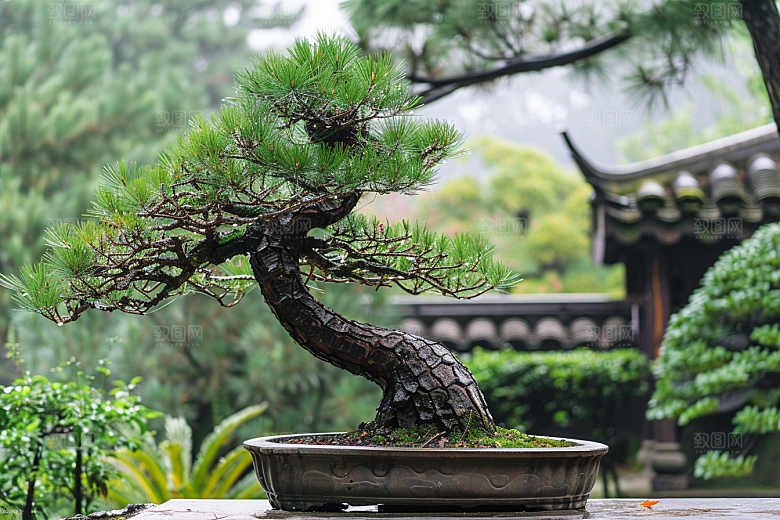 黑松盆景中国风植物摄影图