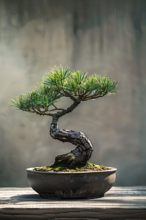 黑松盆景植物中式摄影图