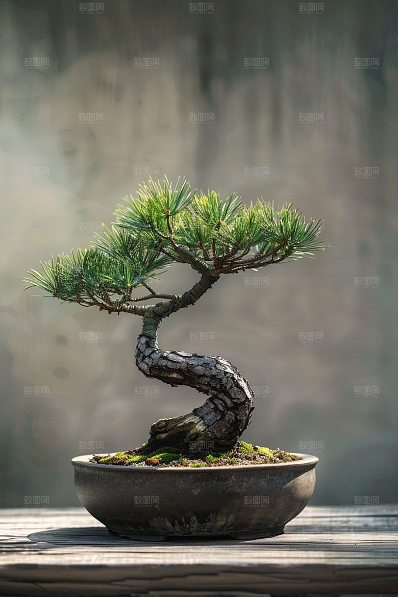 黑松盆景植物中式摄影图