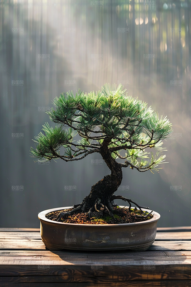 黑松盆景日式高清摄影图