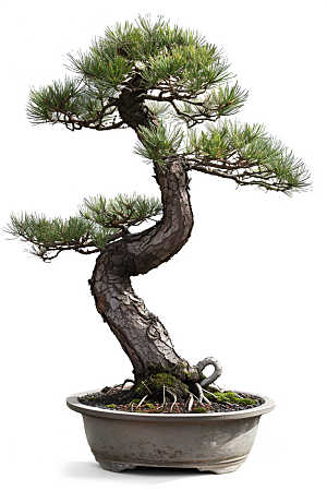 黑松盆景中式文化摄影图