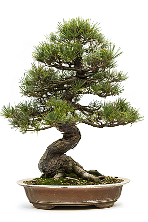 黑松盆景日式植物摄影图