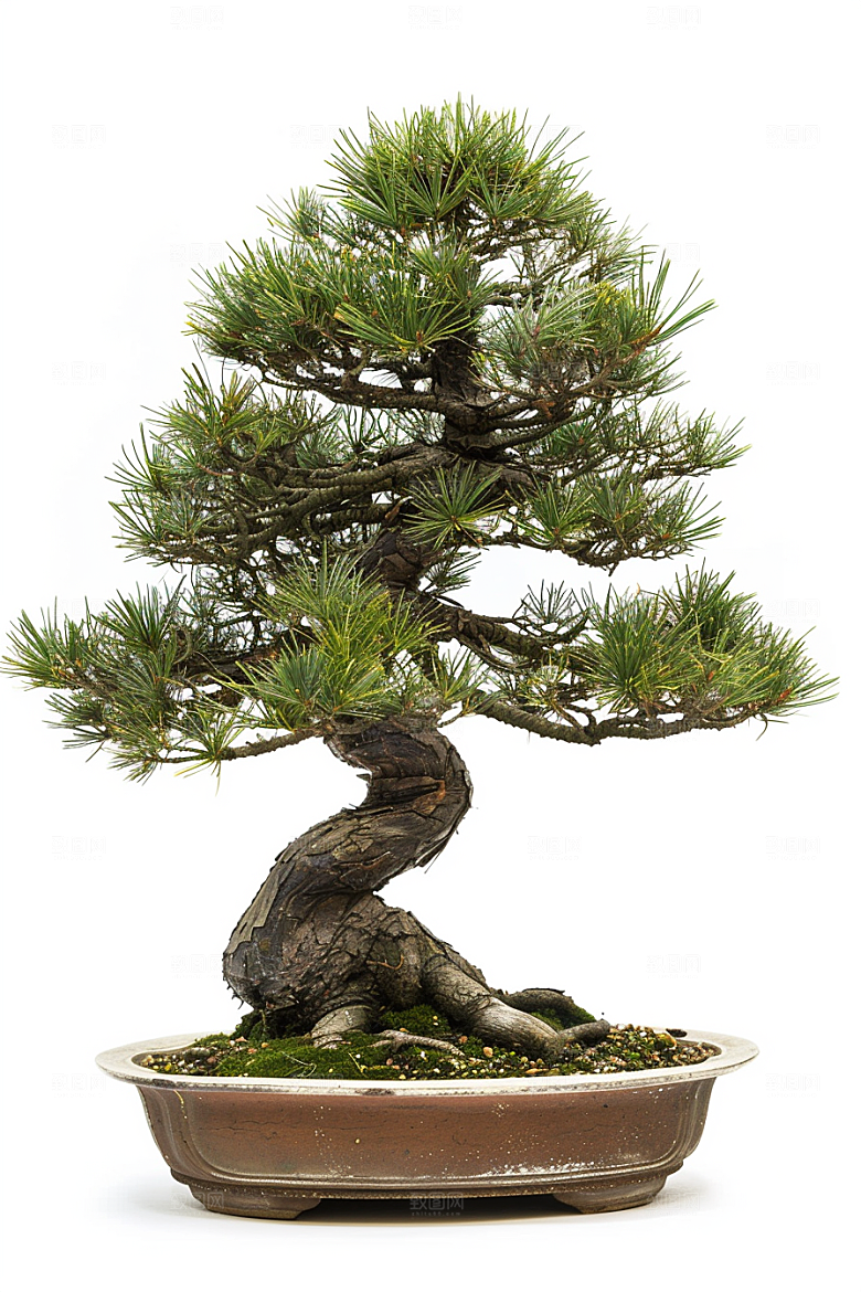 黑松盆景日式植物摄影图