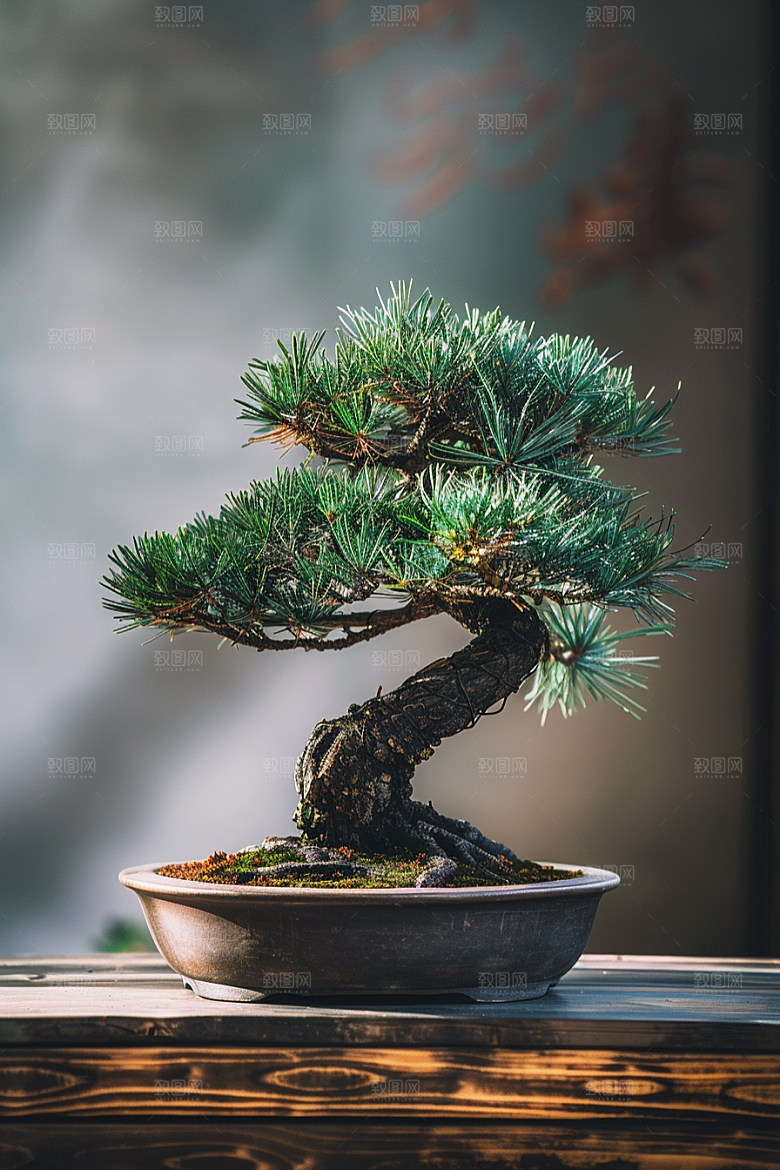 黑松盆景中国风自然摄影图
