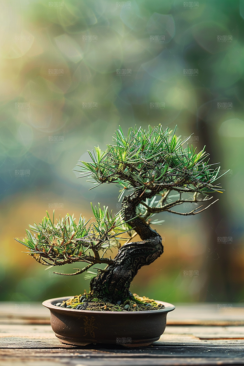 黑松盆景高清庭院摄影图