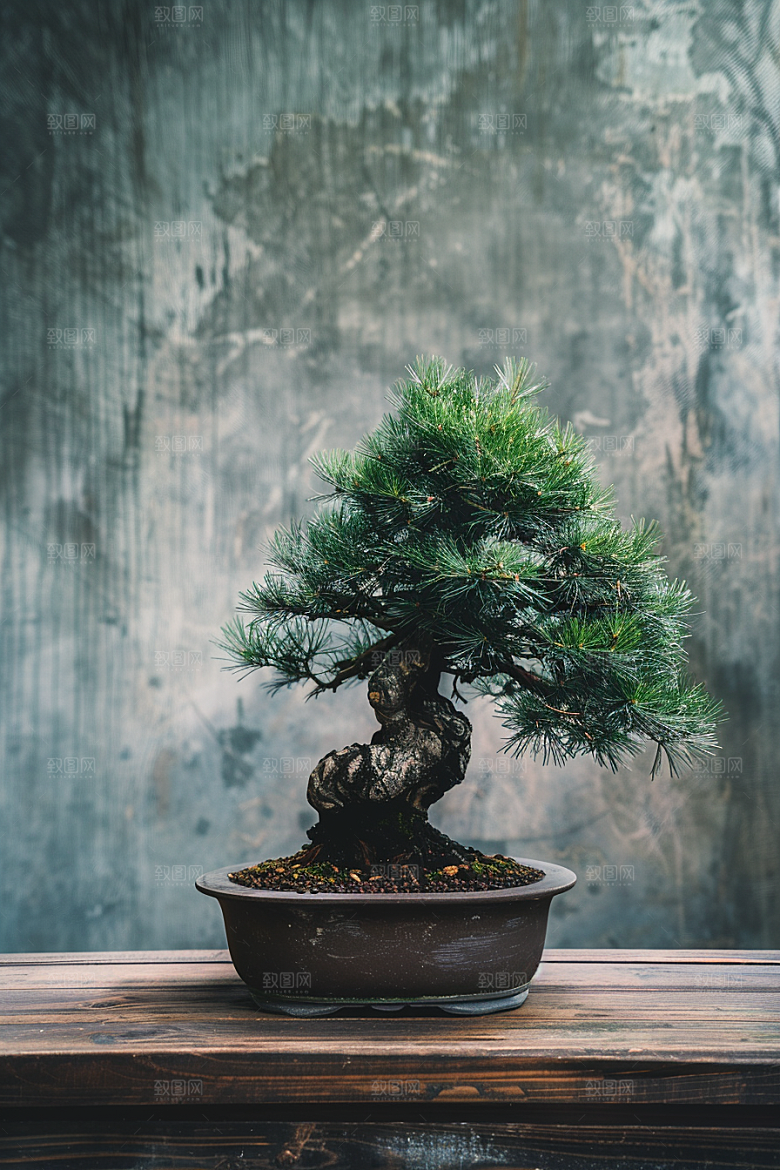 黑松盆景雅致文化摄影图