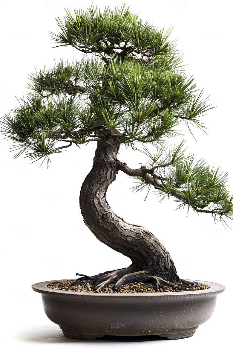 黑松盆景高清松树摄影图
