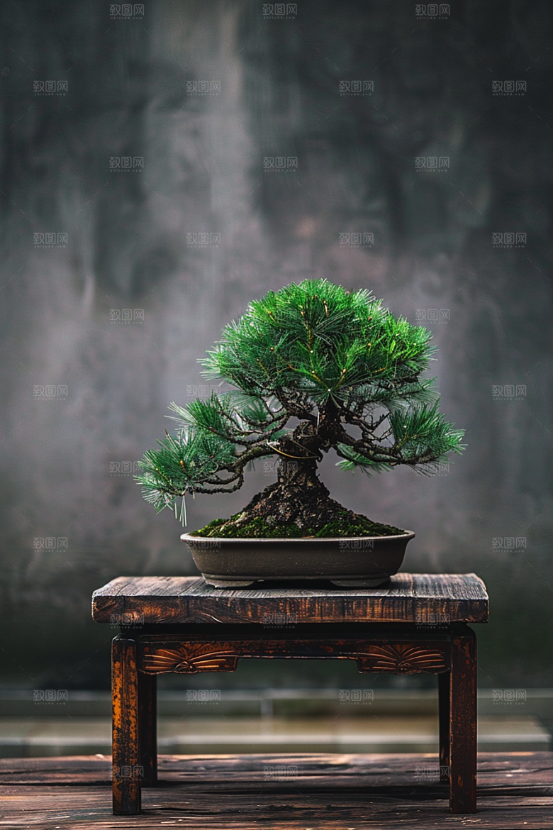 黑松盆景日式高清摄影图
