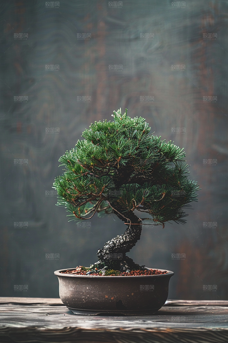 黑松盆景自然庭院摄影图