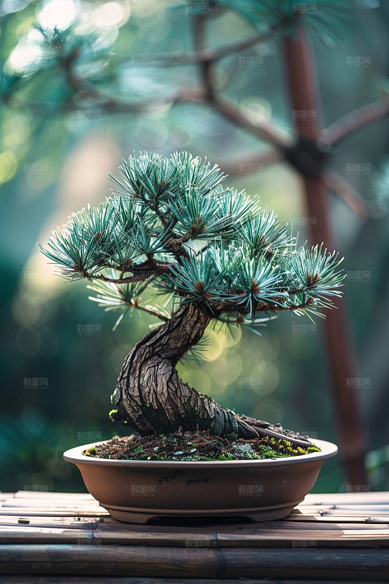 黑松盆景装饰文化摄影图