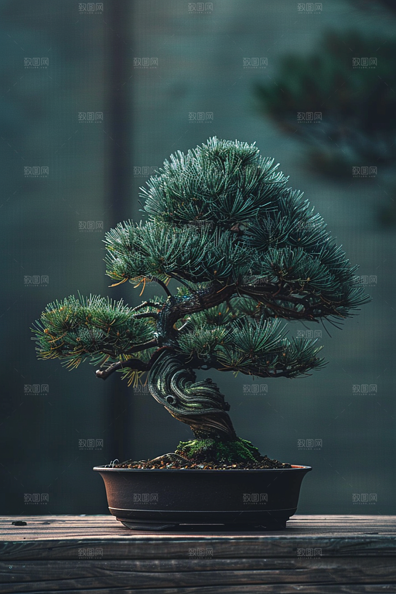 黑松盆景自然植物摄影图
