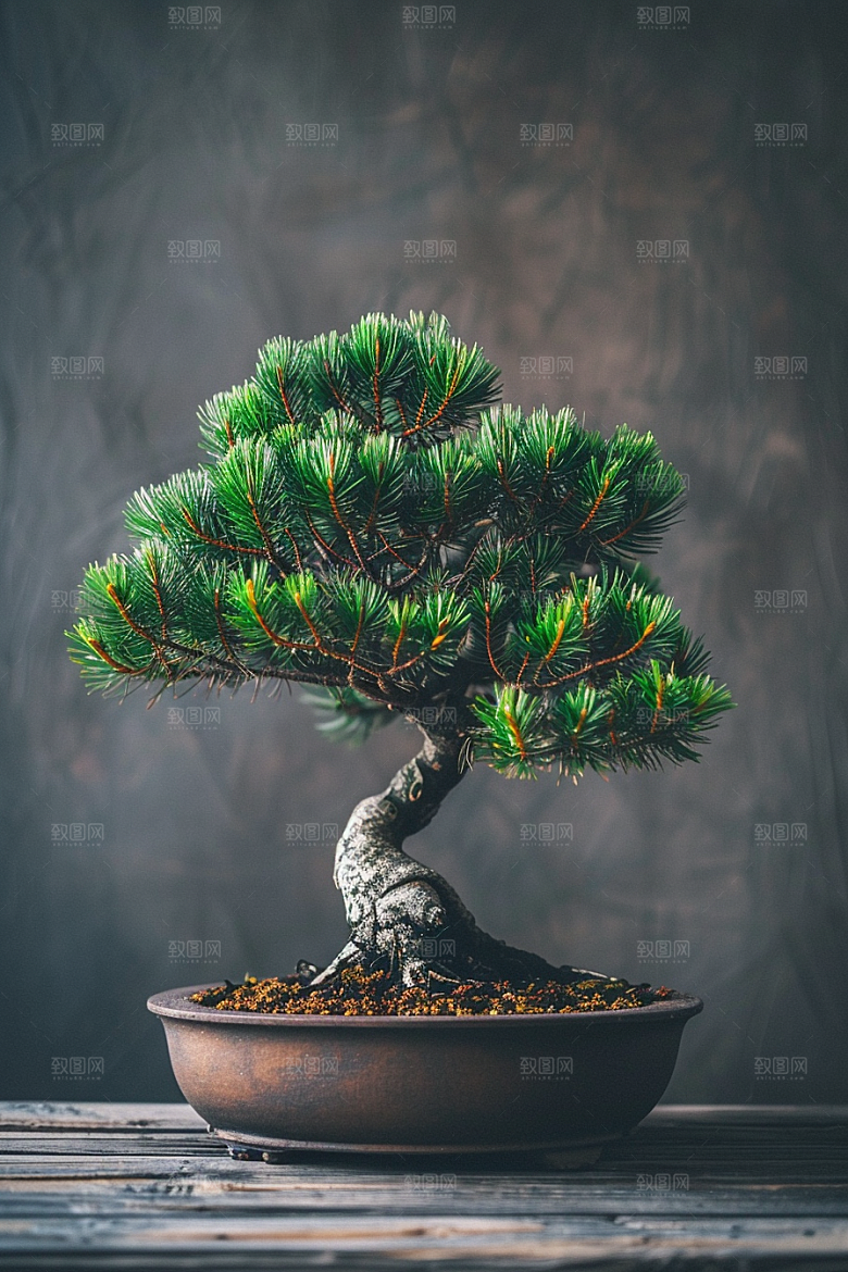 黑松盆景雅致庭院摄影图