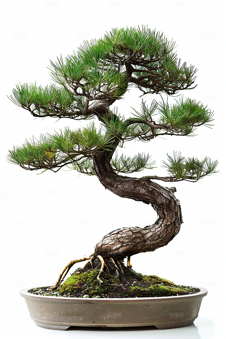 黑松盆景庭院松树摄影图