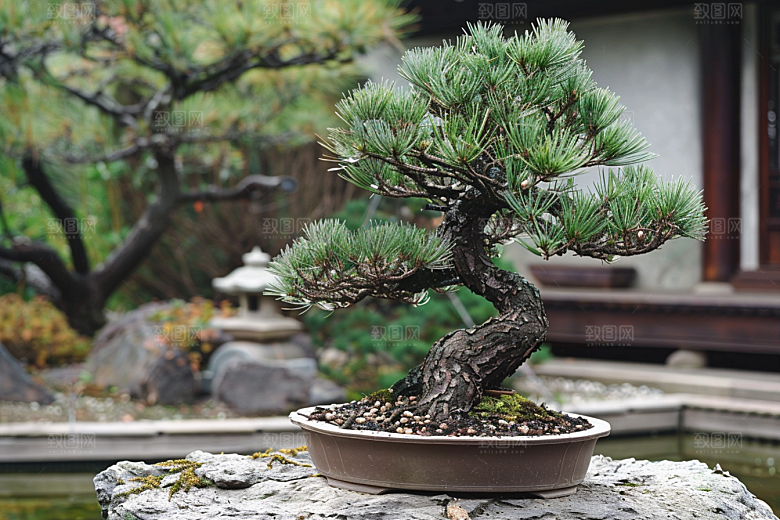 黑松盆景植物中式摄影图