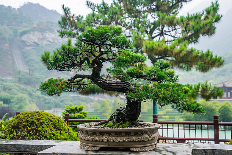 黑松盆景高雅松树摄影图