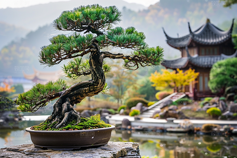 黑松盆景优雅高雅摄影图