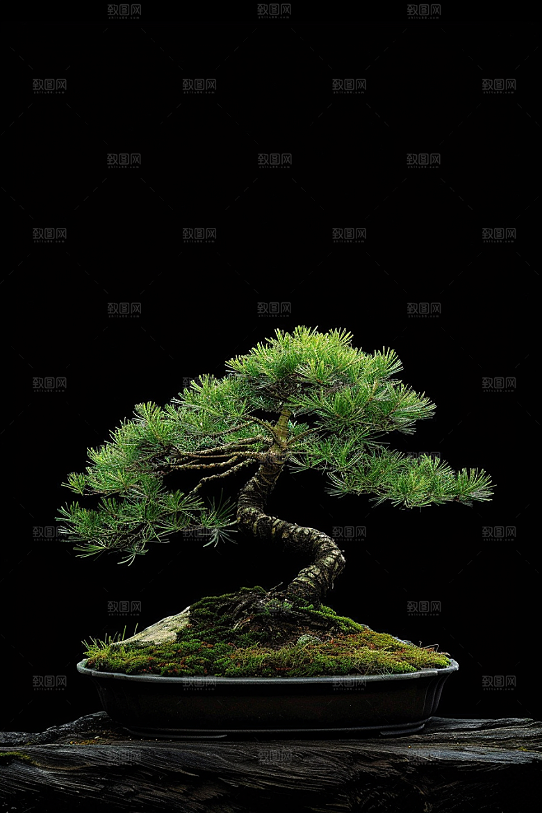 黑松盆景文化中式摄影图