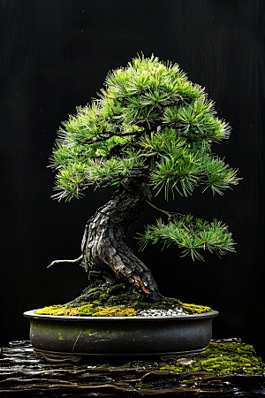 黑松盆景植物日式摄影图