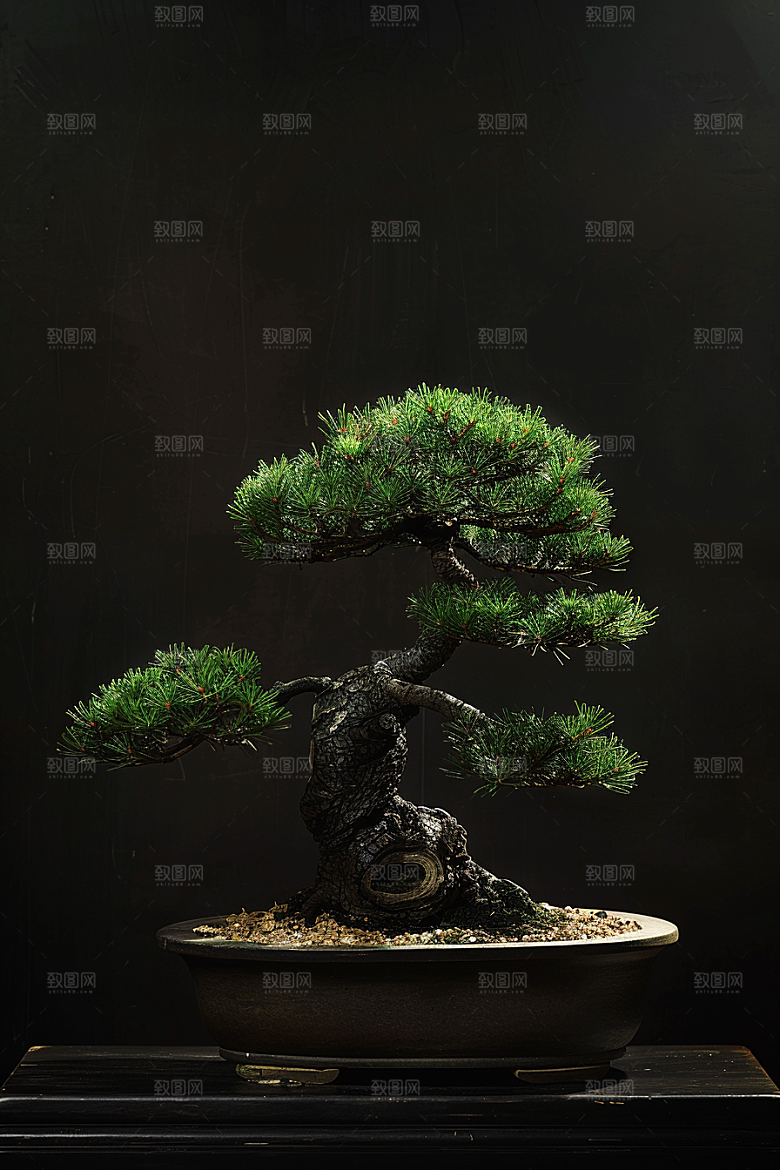 黑松盆景植物中式摄影图