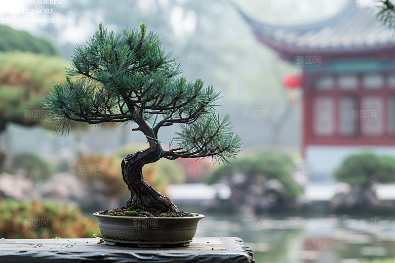 黑松盆景装饰日式摄影图