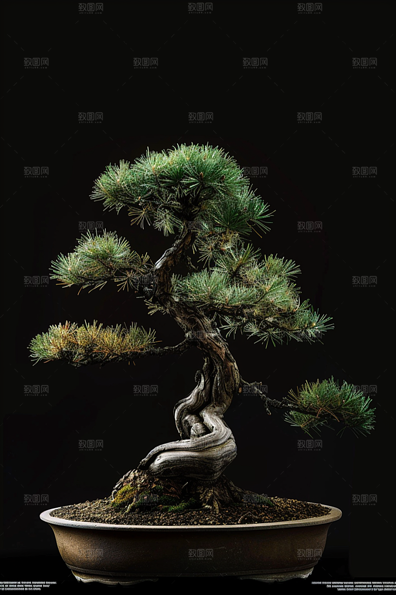 黑松盆景高雅植物摄影图